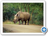 164 WHITE RHINO